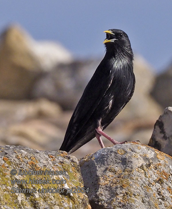 Sturnus unicolor