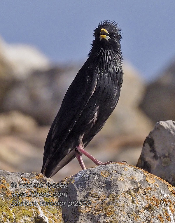 Sturnus unicolor