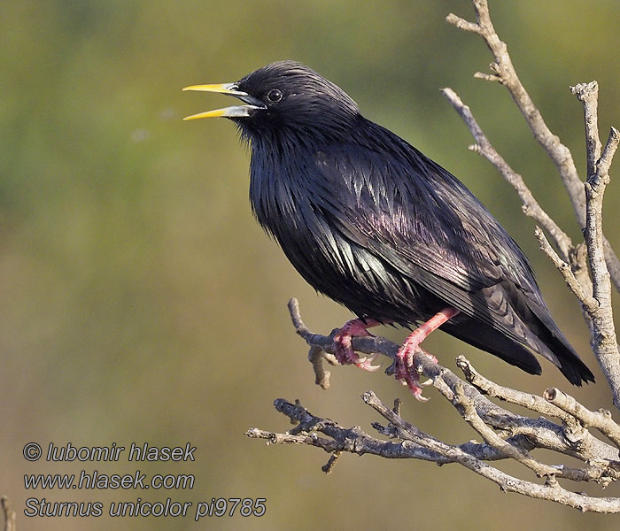 Sturnus unicolor