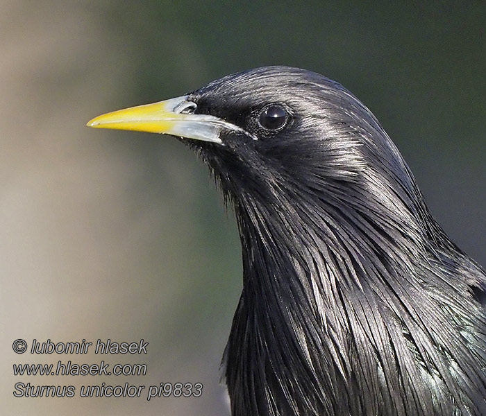 Sturnus unicolor