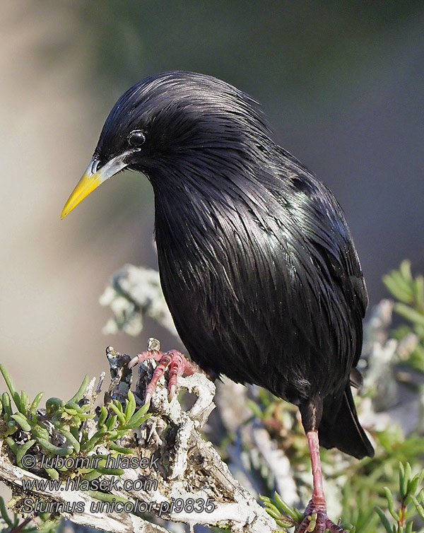 Sturnus unicolor