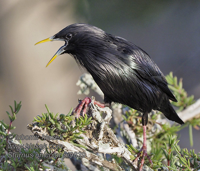 Sturnus unicolor