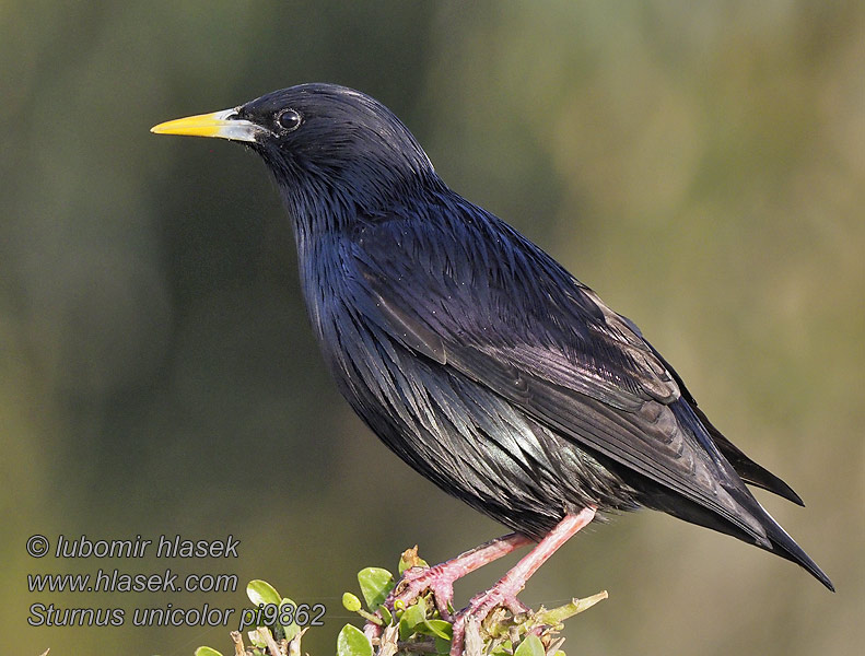 Sturnus unicolor