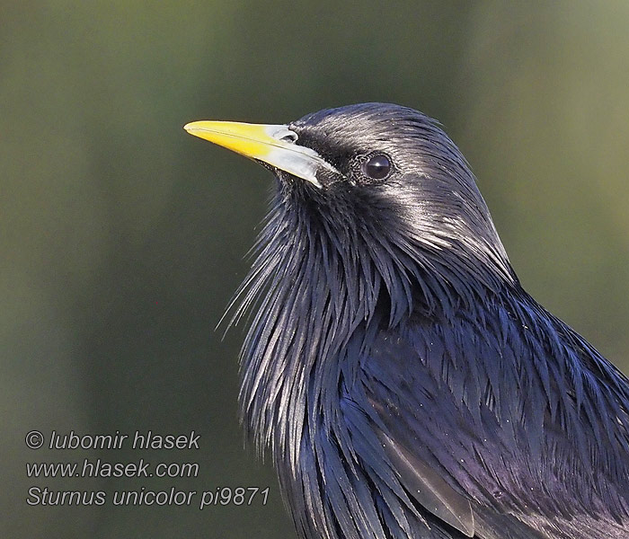 Sturnus unicolor