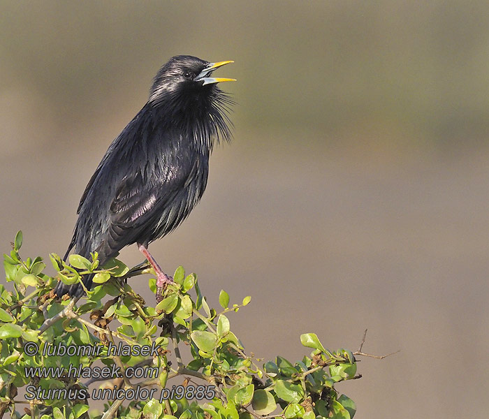 Sturnus unicolor