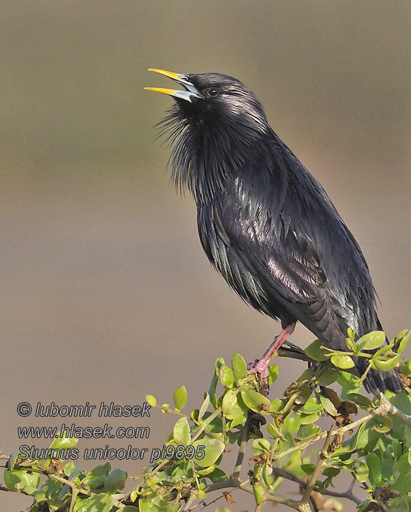 Черный скворец одноцветный Sturnus unicolor