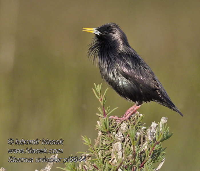 Estornell negre Sturnus unicolor