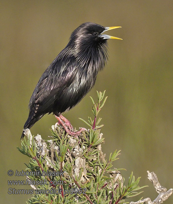 זרז-יר שחור Sturnus unicolor