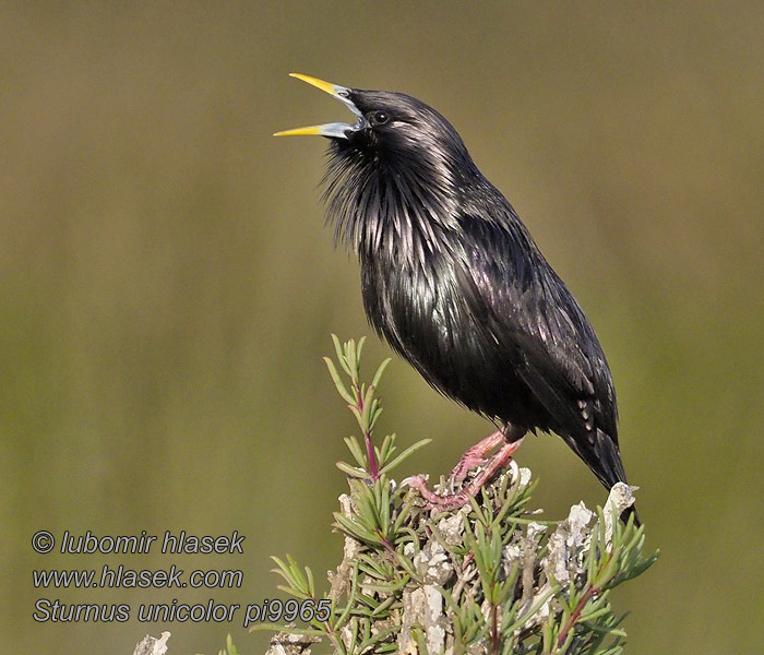 Sturnell Iswed Sturnus unicolor