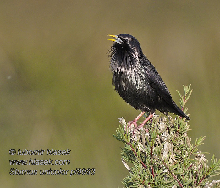 Szpak jednobarwny Sturnus unicolor