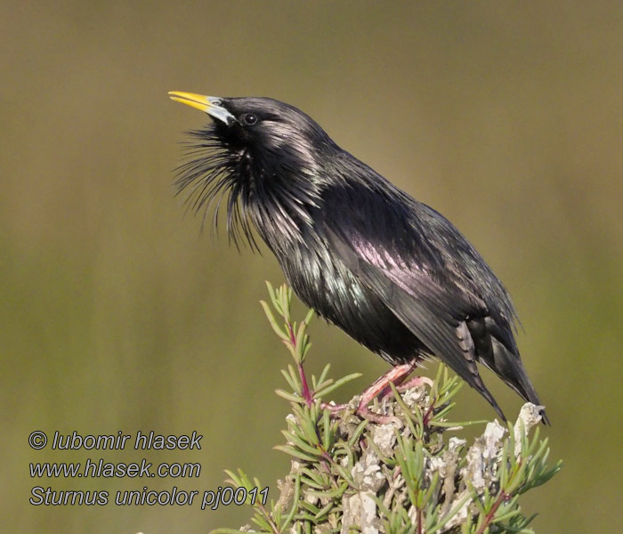 Škorec jednofarebný Sturnus unicolor