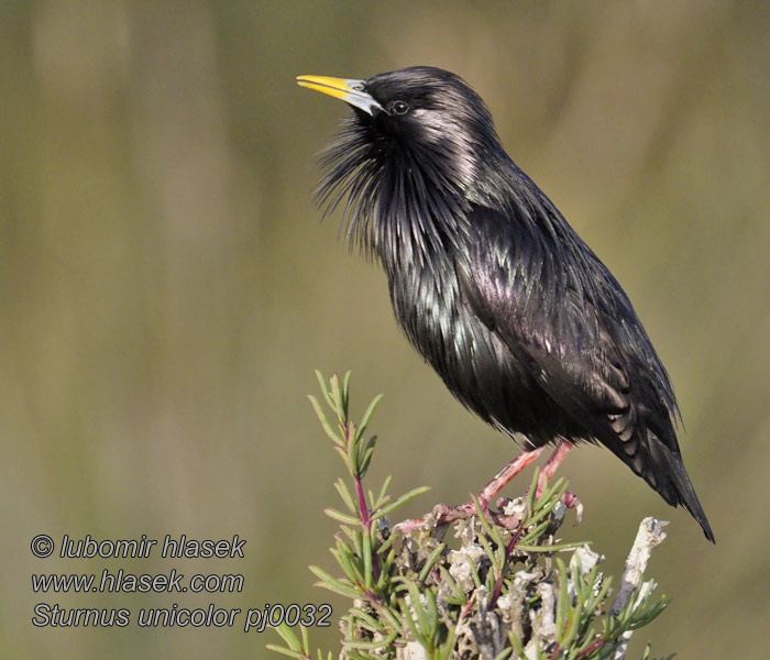 ムジホシムクドSturnus unicolor