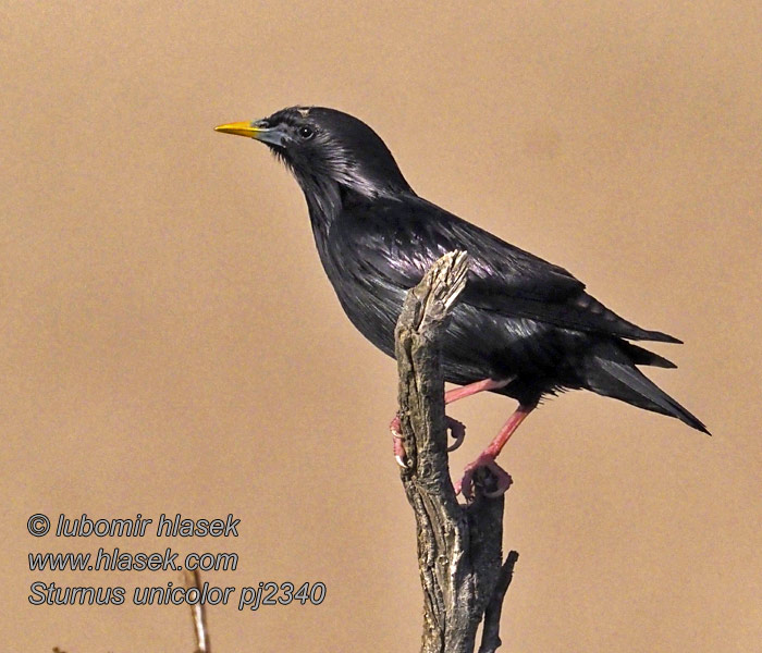 Estorninho-preto Sturnus unicolor