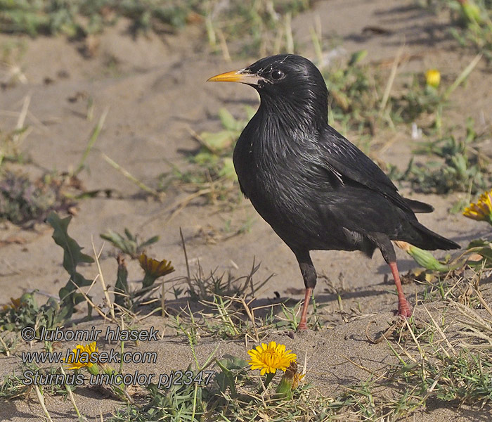 Μαυροψάρονο Sturnus unicolor