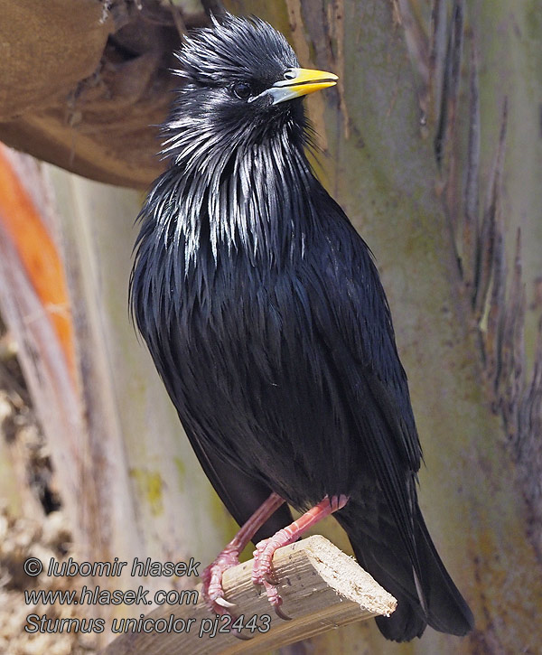 Svartstare Sturnus unicolor