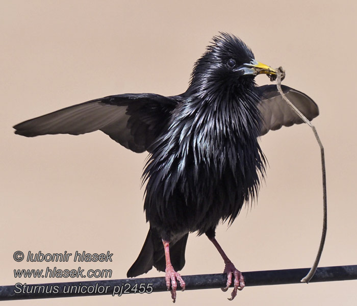 Storno nero Sturnus unicolor