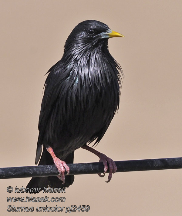 Mustakottarainen Sturnus unicolor