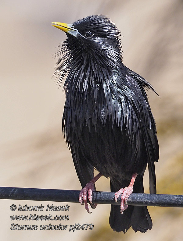 Zwarte Spreeuw Sturnus unicolor