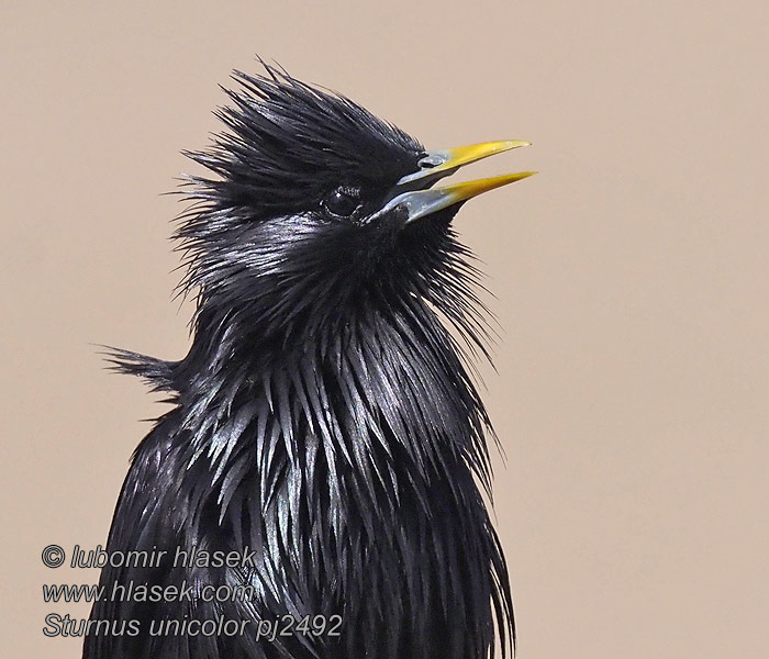 Ensfarvet Stær Sturnus unicolor