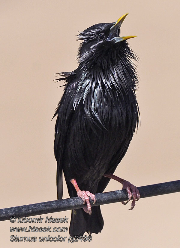 Špaček jednobarvý černý Sturnus unicolor