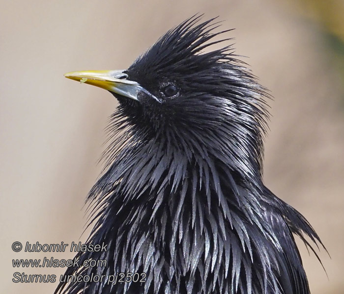 Estornino Negro Sturnus unicolor