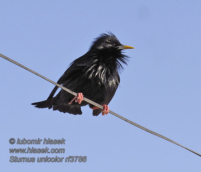 Etourneau unicolore Sturnus unicolor