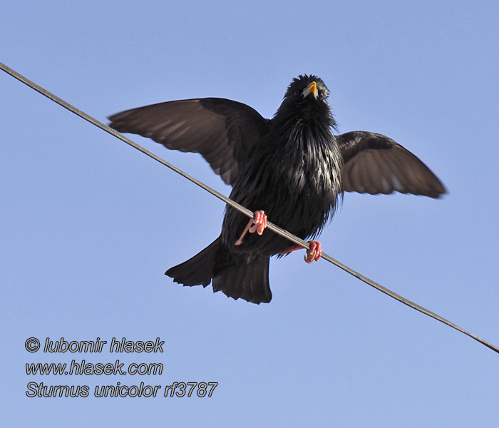 Einfarbstar Sturnus unicolor