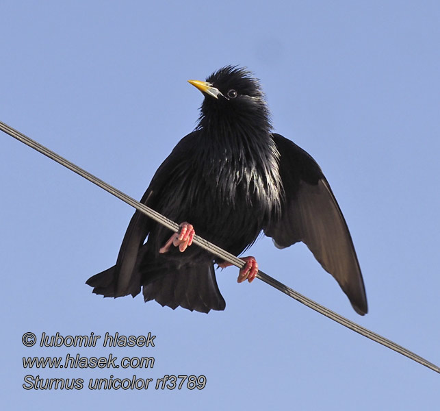 Spotless Starling Sturnus unicolor