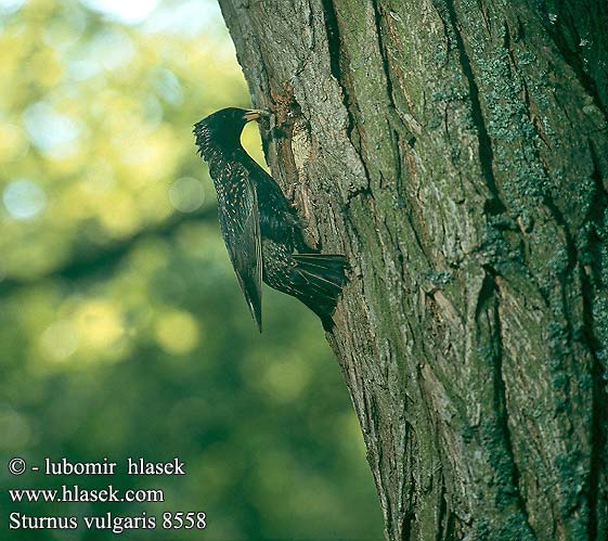 Sturnus vulgaris European Starling Stær