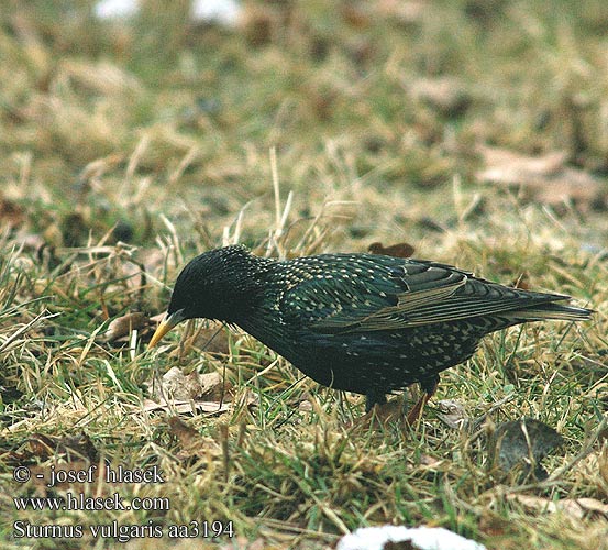 Sturnus vulgaris Stær Kottarainen Etourneau sansonnet