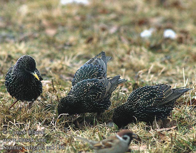 Sturnus vulgaris aa3196