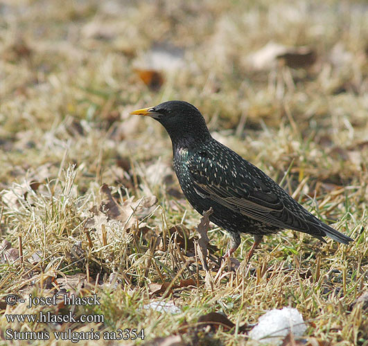 Sturnus vulgaris Etourneau sansonnet Spreeuw