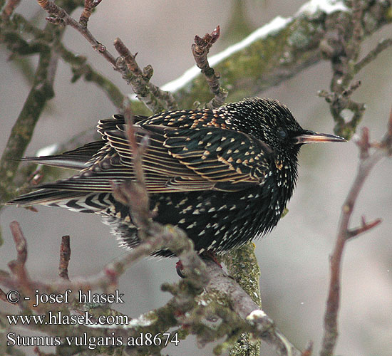 Sturnus vulgaris Spreeuw Storno Seregély