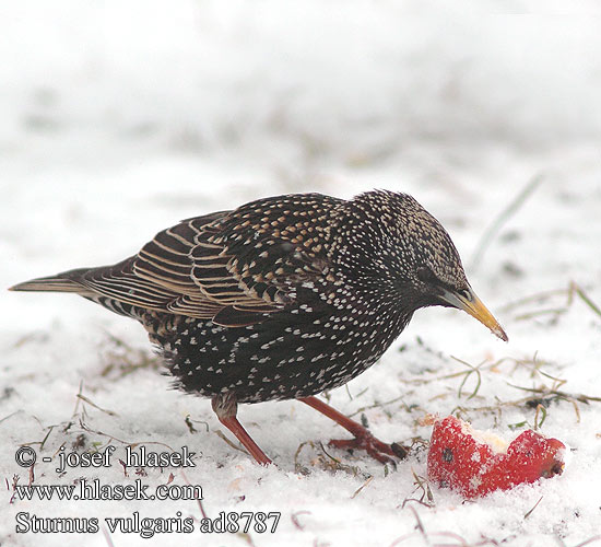 Sturnus vulgaris Storno Seregély Star