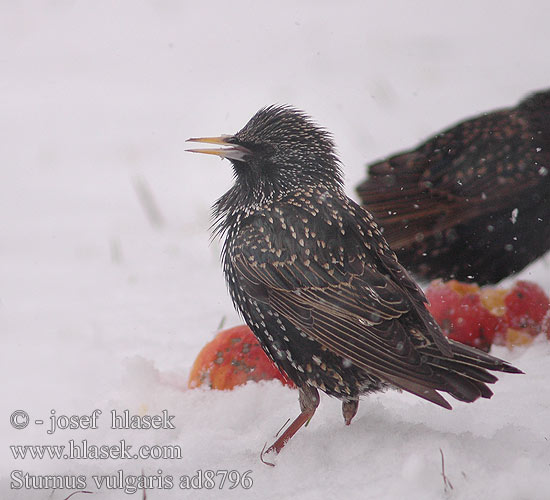 Sturnus vulgaris Seregély Star Szpak