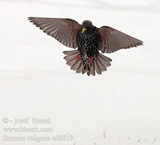 Sturnus vulgaris Star Szpak Škorec lesklý obyčajný