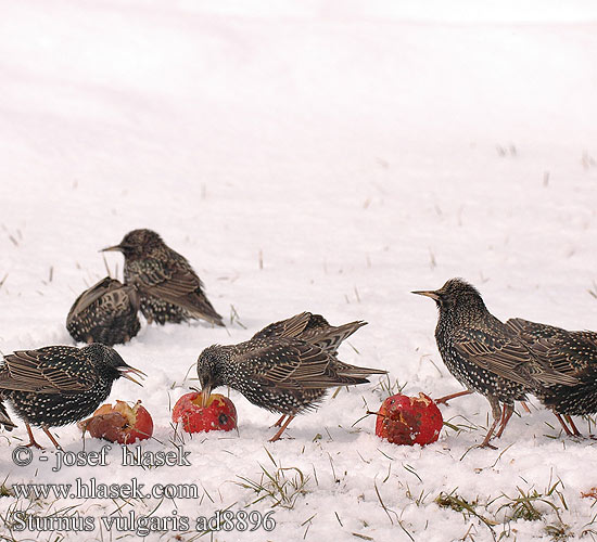 Sturnus vulgaris Szpak Škorec lesklý obyčajný