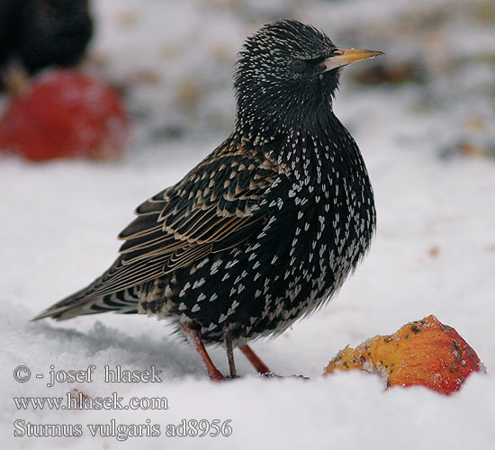 Sturnus vulgaris Škorec lesklý obyčajný