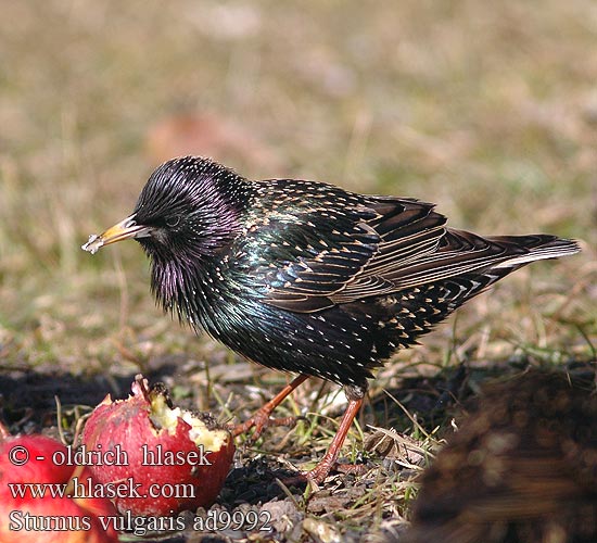 Sturnus vulgaris Špaček obecný Estornino pinto