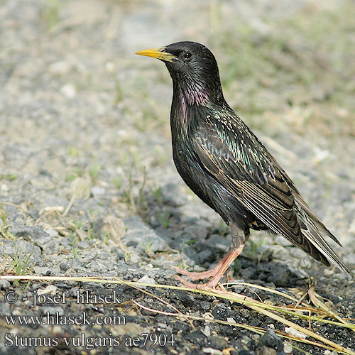 Sturnus vulgaris Estornino pinto Starling