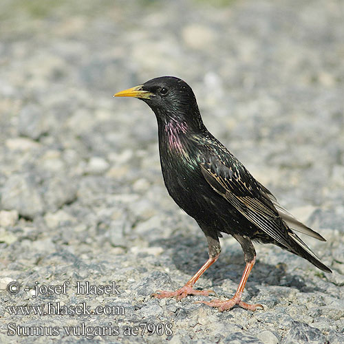 Sturnus vulgaris ae7908