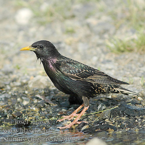 Sturnus vulgaris Обыкновенный скворец