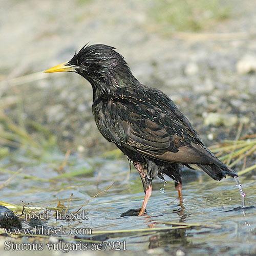 Sturnus vulgaris ホシムクドリ الزرزور 흰