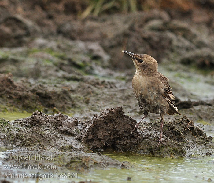 Sturnus vulgaris Spreeuw Storno Star Szpak Špaček obecný