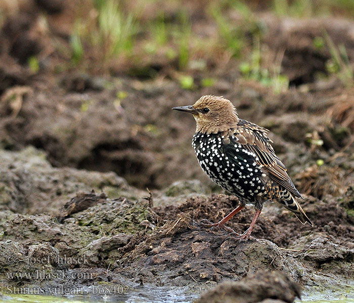 Sturnus vulgaris bo8402