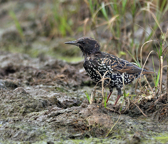 Sturnus vulgaris bo8409