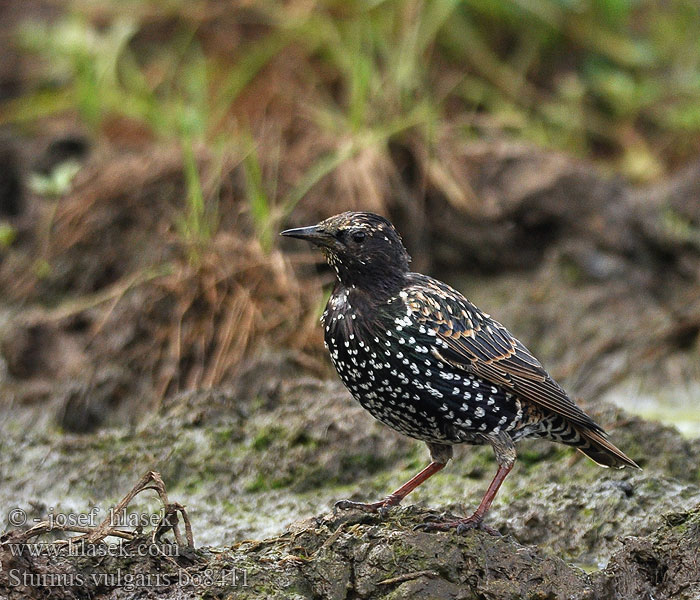 Sturnus vulgaris Spreeuw Storno Star Szpak Špaček obecný