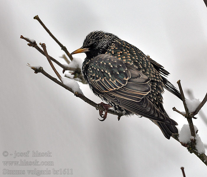 Sturnus vulgaris European Starling Stær