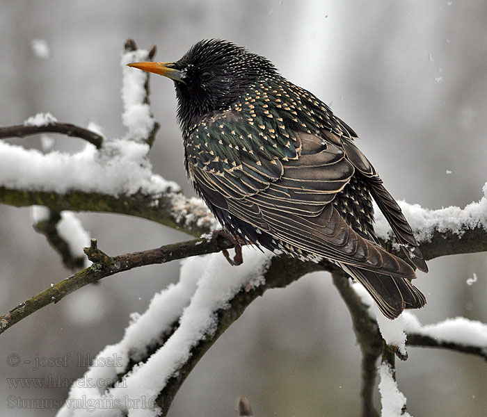 Sturnus vulgaris Kottarainen Etourneau sansonnet