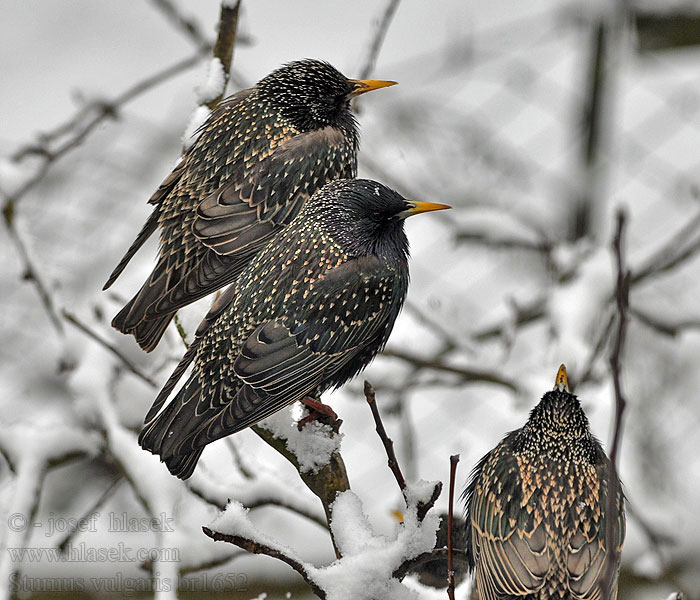 Sturnus vulgaris Spreeuw Storno Seregély